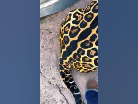 UP CLOSE Jaguar Rosettes! BEAUTIFUL - YouTube