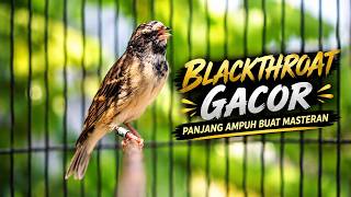 BLACKTHROAT GACOR DURASI PANJANG AMPUH BUAT MASTERAN BAHAN BIKIN PAUD MAKIN RAJIN BUNYI