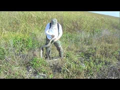 12.31.12 Python Captured and Removed from the Florida Everglades