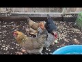Chicken Breed Observations - Easter Eggers!