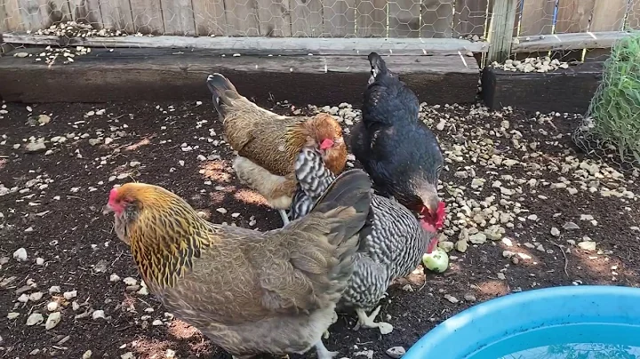 Chicken Breed Observations - Easter Eggers!