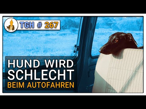 Hund wird schlecht im Auto - Hund kotzt ins Auto - was tun - TGH 267