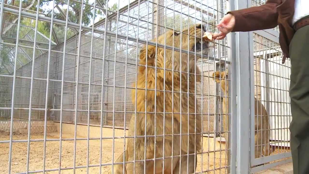 ⁣Spotlight Libya: Despite the scars of battle, Tripoli Zoo's wildlife begins to recover