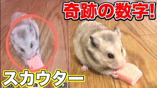 ドラゴンボールのスカウターでハムスター測ったらマジで奇跡の戦闘力!!!!