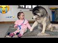 Sassy Baby Teaching Her Husky To Give Paw Is The Cutest Thing You Will See!😭💖.