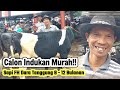 Super Super Murah ‼️Sapi FH Calon Indukan, Dara Tanggung Umur 8 - 12 Bulanan
