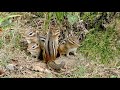The Eastern Chipmunk Part 2 A Family Summer