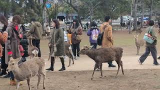 ベンチに鹿がやって来た外国人は驚いたNara Park Japan4K