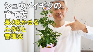 シュウメイギク 秋明菊の育て方 咲かない 枯れる