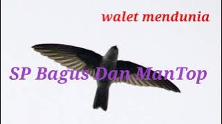 SP Bagus Dan Mantap, Sp walet mendunia