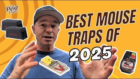 10 Best Mouse Traps of 2025, According to an Exterminator