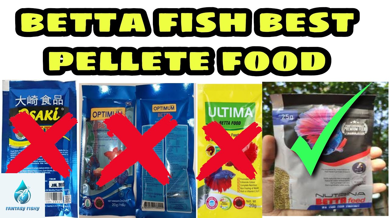 Betta fish best pellet food review தமிழ் YouTube