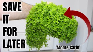 HOW TO Keep And Grow Your Own Aquarium Plants At Home (easy & cheap) Do Not Throw Away Excess Plants
