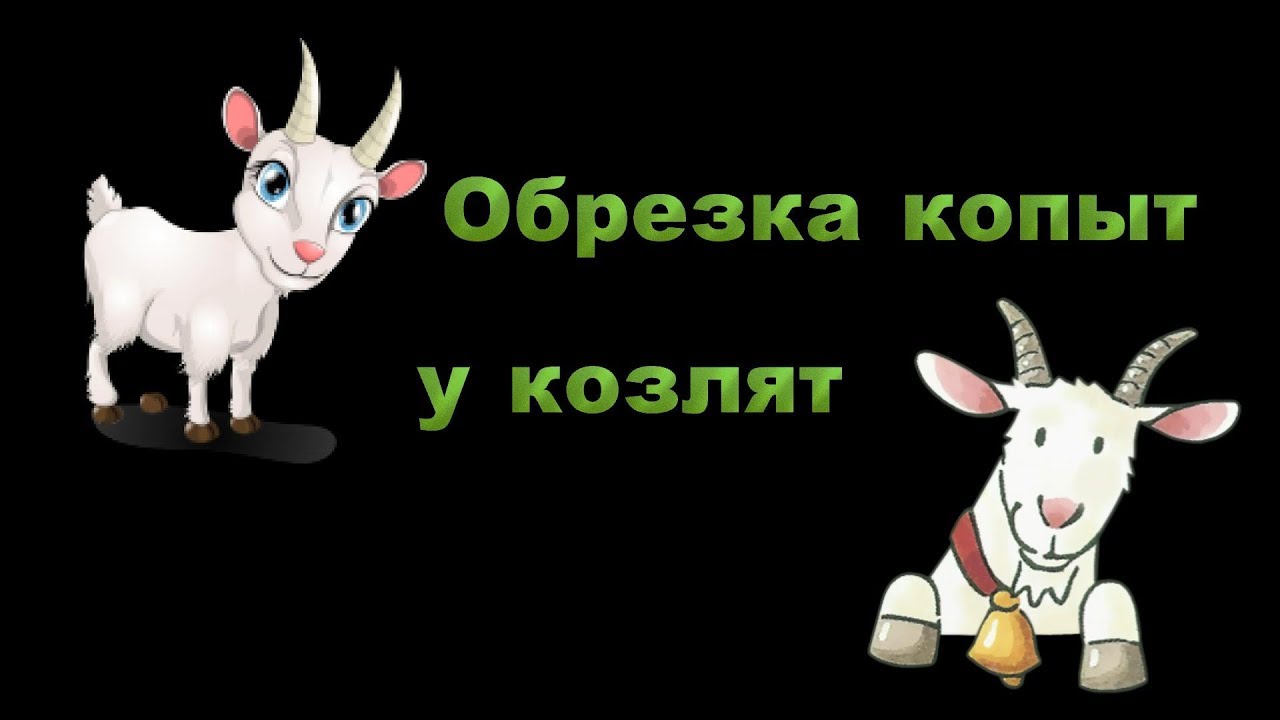 Как правильно обрезать копыта у коз Как правильно обрезать копыта у коз