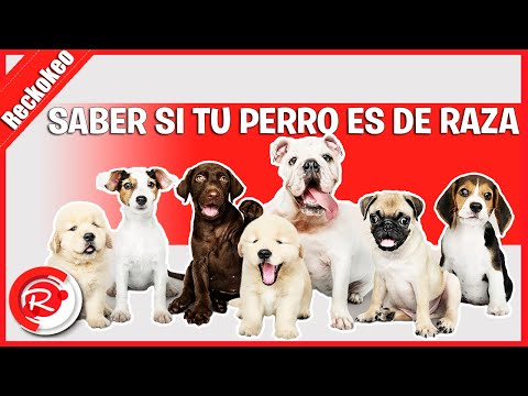 Video: Cómo Determinar La Raza De Perros