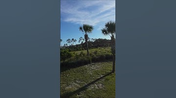 DJI Avata 2 Tree CRASH!