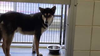 acs A660498