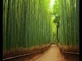 Бамбуковый лес Сагано в Японии.