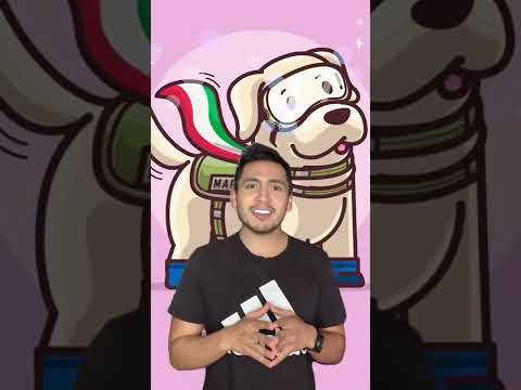Muere Frida, la PERRITA RESCATISTA en los SISMOS de septiembre de 2017 en MÃ©xico ðŸ‡²ðŸ‡½ðŸ¶ðŸ¥ºðŸ˜”â›‘ï¸ðŸ™
