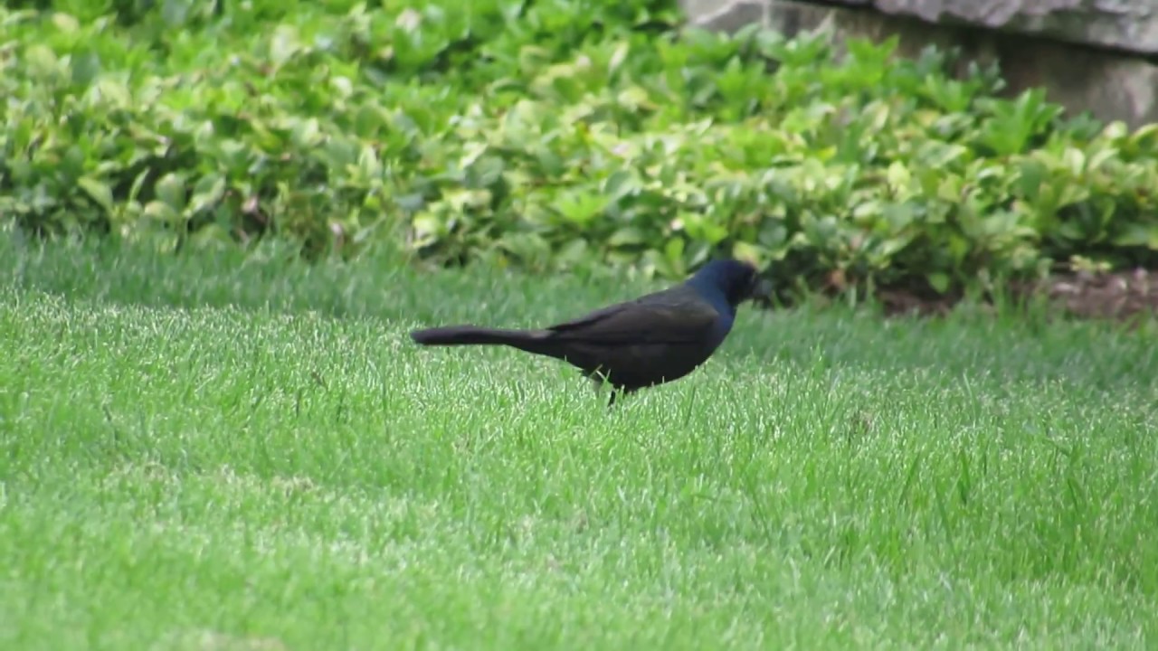 Tree Swallows Dive Bomb Grackle