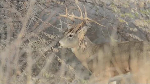 'Forever chemicals' in deer, fish challenge hunters, tourism