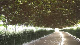 울산 태화강 대공원 가을 코스모스 그리고 십리대밭길 스테디캠
