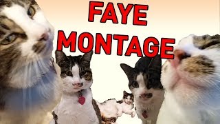 Ultimate Cat Montage