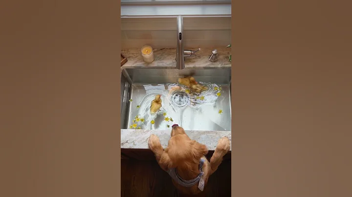 Cuteness overload 🥰 #dog #duck #goldenretriever #puppy #cute #adorable #ducks #dogshorts #shorts