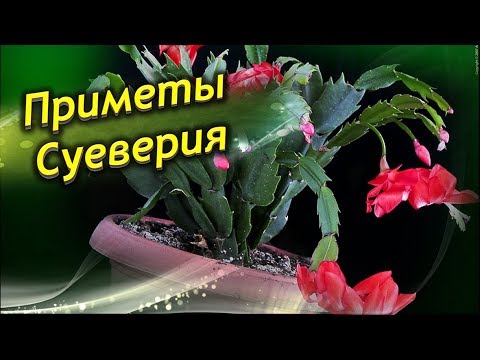 Декабрист Цветок Фото Виды