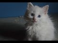 Cute Turkish Angora kitten playing with his friend