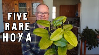 Levelup your Hoya game with 5 unique plants, Ep. 1