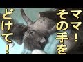 【猫好き】ママ、その手をどけて！（ラガマフィン）《funny cats》