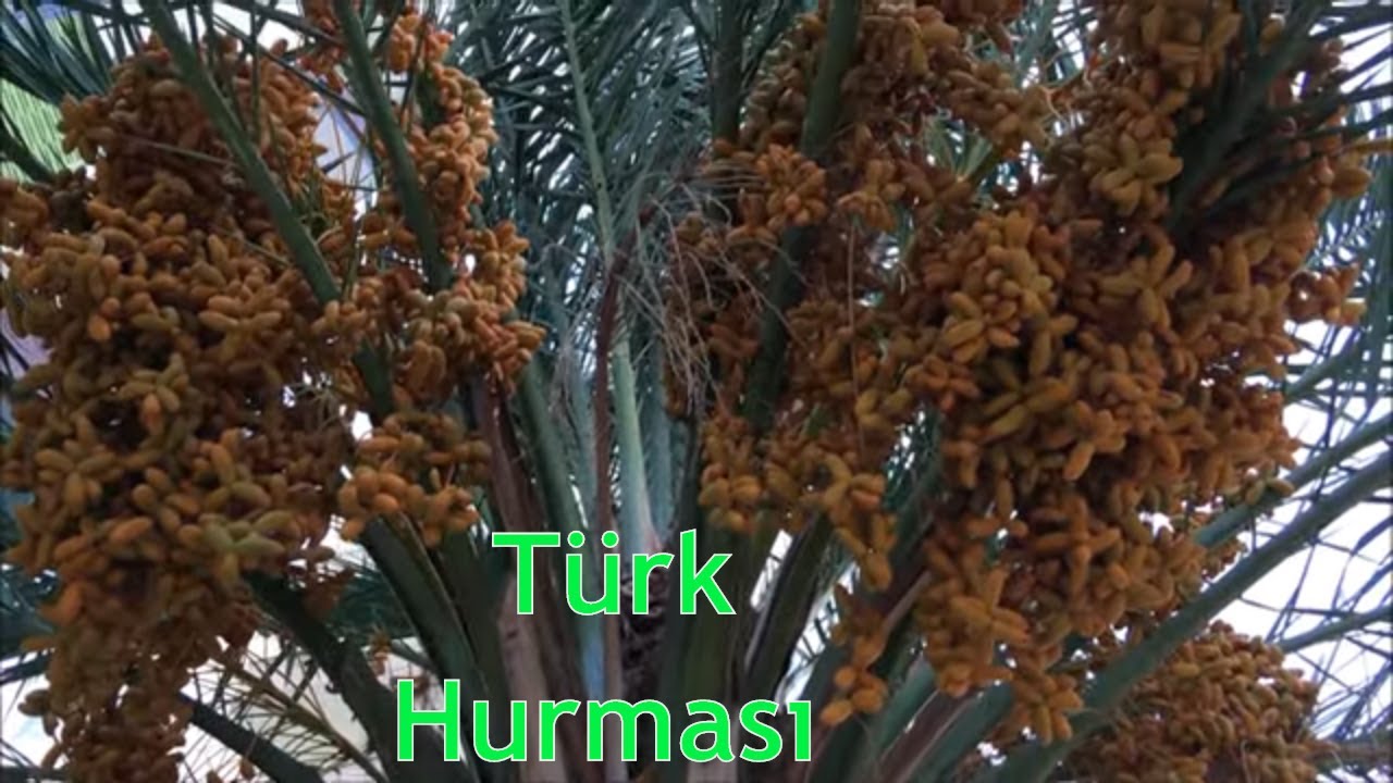 türkiye