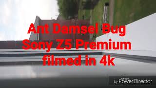 Ant Damsel Bug Sony Z5 Premium 4k
