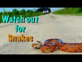 Roadcruising for South Carolina SNAKES ~ Beautiful Corn Snakes & Herping a Spotted Turtle