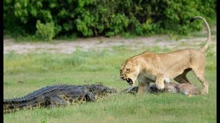 Crocodiles vs lions, video compilation &amp; interaction analysis