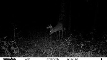 Whitetail Deer Buck Checks Out New Mock Scrape & Licking Branch