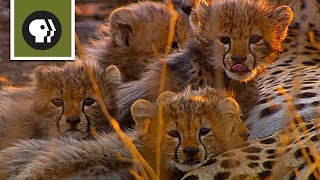 Cameraman Discovers Five Baby Cheetahs