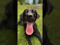 go support @2blacklabs264 #puppy