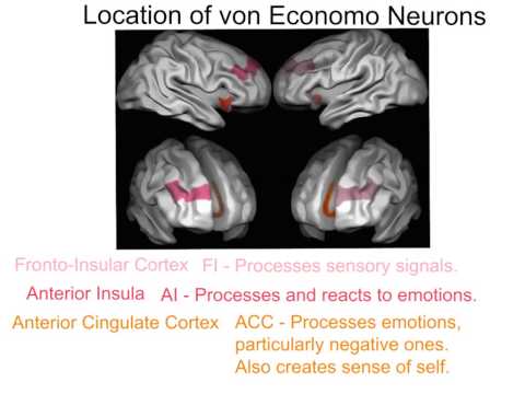 Von Economo Neuron Cell Tour HBio 3 HHS