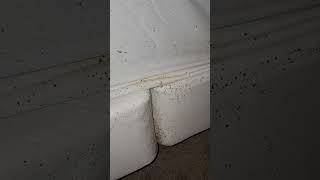 Post heat treatment inspection for bed bugs. by Bearded Bug Man 67 views 1 year ago 5 minutes, 7 seconds