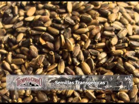 Video: ¿Qué es una semilla transgénica?