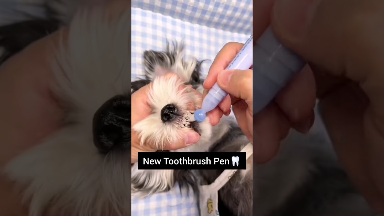 Toothbrush Pen🦷. Link in our bio 💙. 