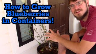 How to Grow Blueberries in Containers!