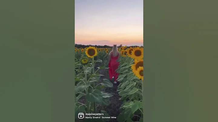 The Sunflower Fields of Manitoba