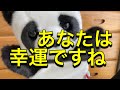 ロト6!5/2当選したらプレゼント企画の応募動画です!Twitter平日毎日PayPayプレゼント実施中