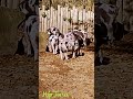 Pig with black spots // Schweinchen mit schwarzen Flecken