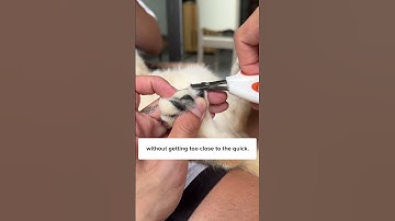 A Painless Way To Trim Cat’s Nails! 🙀