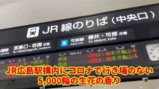 ＪＲ広島駅5,000輪の花❣️生花の香りに包まれて❣️