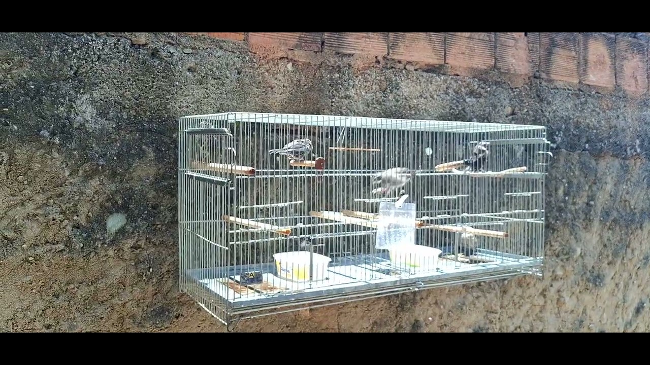 Filhotes da Temporada 2025 Banho de Sol pra essa turma 